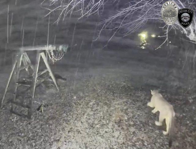 Cougar spotted in midtown Oregon City